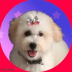 Fannycooper - @poodlefanny - Instagram