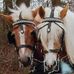 Fanny Cross - Facebook