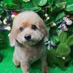 Fanny Poon - @fanny_poon_2 - Instagram