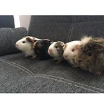 Rozela,Fanny,Snow,Jessie,Ťapka - @guinea_pigs_rfsjt - Instagram