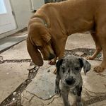 Fanny & Stanley & Jordyn - @flapjackandshortstack - Instagram