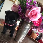 Fanny stone - @fannylepug - Instagram