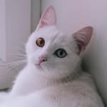>•Fanny•< - @fannywhitecat - Instagram