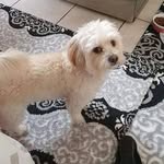 Emma Deschamps - @fanta.ballo.52 - Instagram