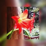 Farah Rivera - @rivera.farah - Instagram