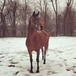 Farah Gray - @friendsoffarah - Instagram