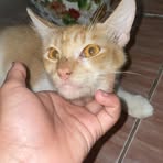 Fahri Petir - Facebook