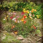 farah - @farahtehrani38 - Instagram