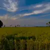 faraz - @farazcheema1328 - TikTok