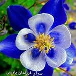 دریاdarya - @farazdarya - Instagram
