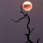 Faraz Hashmi - @_faraz4477_ - Instagram