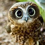 @faraztorabi78 - Instagram