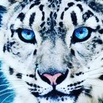 Fardosa Hersi - @hersifardosa - Instagram