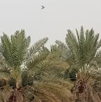Fardowsa Abdullahi Shardid - Facebook