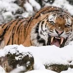 Fareed Abdullah - @hayat.e.mustafa - Instagram