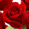 Fareed Shaikh - @fareedshaikh50 - TikTok