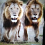Farees Mohammed - Facebook