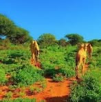 Farhan Abdullahi - Facebook