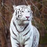Farhan Haddad - @farhan_haddad - Instagram