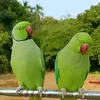 Farhan Karim - @farhan.karim67 - TikTok
