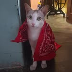 Farhan Quadri - @lil_shaik_36 - Instagram