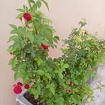 Faria Qureshi - Facebook