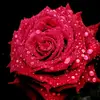 FaRia Qureshi - @fariaqureshi1 - TikTok