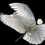 Farid Dalili - Facebook