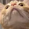 farid.hammoud123 - @farid.hammoud123 - TikTok