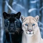 Farid Nemeur - Facebook