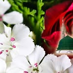Farida Anwar - @faridaanwar48 - Instagram