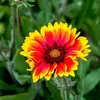 Farida Bashir - @farida.bashir2 - TikTok