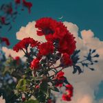 Farida Khanani - @farida.gaffar.khanani - Instagram