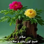 Farida Hashimi - @hashimifarida - Instagram