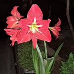 Farida Hashimi - @fari_da1353 - Instagram