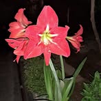 Farida Hashimi - Facebook