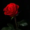 faridaachakzai - @farida.hashimi1 - TikTok