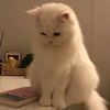 🌺FOFO🌺 - @farida.islam251 - TikTok