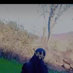ڢــــريدة مسعـــــودي - @farida_massaoudi123 - Instagram