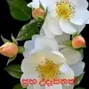 Farida Mohammad - @faridamohammad - TikTok