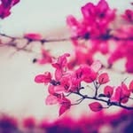 Farida munir - @farida3784 - Instagram