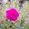 farida munir - @farida.munir5 - TikTok