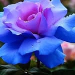 Farida Naeem - @farida.naeem.568 - Instagram