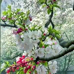 Farida Safi - @faridasafi440 - Instagram
