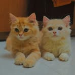 Farida Shah - Facebook