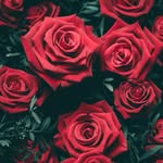 Farida Youssef - @farida.youssef.336 - Instagram