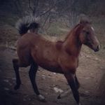 فریدون رحمانی - @faridoon_rahmani_ - Instagram