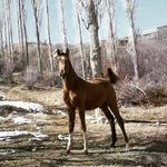 Faridoon_rahmani_58 - @faridoon_rahmani_58 - Instagram