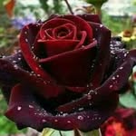 faridullah khan - @dr.faridullahkhan889 - Instagram