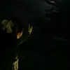 fariha Kabir - @fariha.kabir6 - TikTok